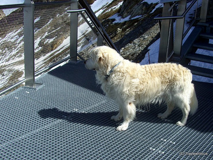 Hund am Kitzsteinhorn