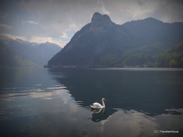 Schwan auf dem Traunsee