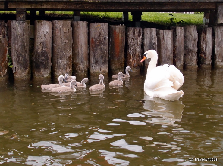 Schwanenfamilie auf der Fischach