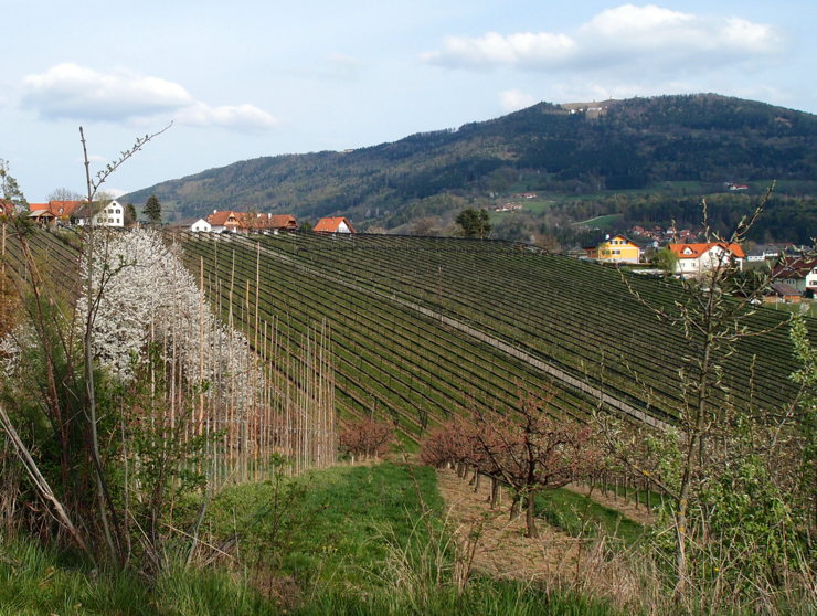 Plantagen an der Steirischen Apfelstraße