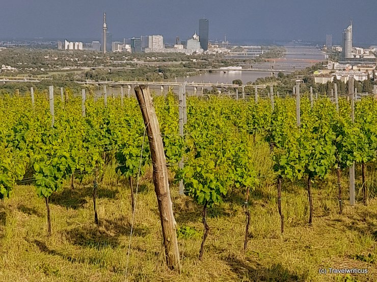 Weinlage Bach-Hengl in Wien